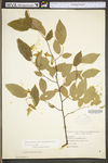 Carpinus caroliniana ssp. virginiana