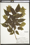 Carpinus caroliniana ssp. virginiana