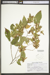 Carpinus caroliniana ssp. virginiana