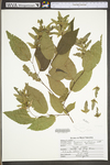 Carpinus caroliniana ssp. virginiana