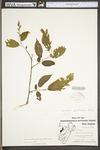 Carpinus caroliniana ssp. virginiana