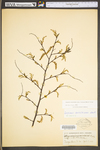 Carpinus caroliniana ssp. virginiana