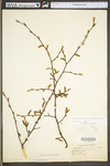 Carpinus caroliniana ssp. virginiana