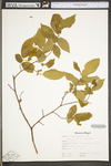 Carpinus caroliniana ssp. virginiana