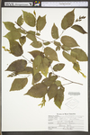 Carpinus caroliniana ssp. virginiana