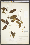 Carpinus caroliniana ssp. virginiana