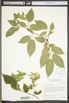 Carpinus caroliniana ssp. virginiana