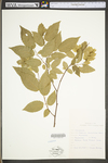 Carpinus caroliniana ssp. virginiana