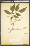 Carpinus caroliniana ssp. virginiana