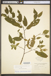 Carpinus caroliniana ssp. virginiana