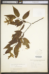 Carpinus caroliniana ssp. virginiana