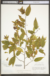 Carpinus caroliniana ssp. virginiana