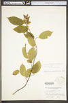 Carpinus caroliniana ssp. virginiana