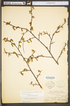 Carpinus caroliniana ssp. virginiana