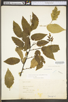 Carpinus caroliniana ssp. virginiana