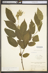 Carpinus caroliniana ssp. virginiana