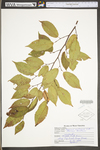 Carpinus caroliniana ssp. virginiana