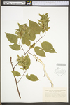 Carpinus caroliniana ssp. virginiana