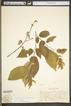 Carpinus caroliniana ssp. virginiana