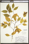 Carpinus caroliniana ssp. virginiana