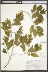 Carpinus caroliniana ssp. virginiana