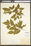 Carpinus caroliniana ssp. virginiana