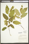 Carpinus caroliniana ssp. virginiana