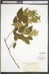 Carpinus caroliniana ssp. virginiana