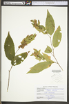 Carpinus caroliniana ssp. virginiana