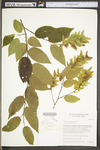 Carpinus caroliniana ssp. virginiana