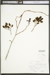 Alnus incana ssp. rugosa