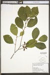 Alnus incana ssp. rugosa