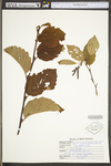 Alnus incana ssp. rugosa