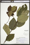 Alnus incana ssp. rugosa