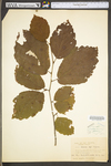 Alnus incana ssp. rugosa