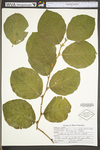 Alnus serrulata