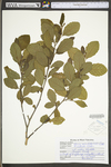 Alnus serrulata