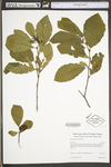 Alnus serrulata