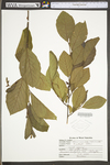 Alnus serrulata