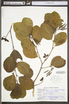 Alnus serrulata