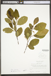 Alnus serrulata