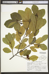 Alnus serrulata