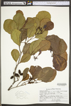 Alnus serrulata