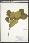 Alnus serrulata