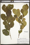 Alnus serrulata