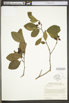 Alnus serrulata