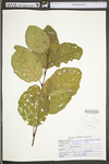 Alnus serrulata