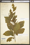 Betula alleghaniensis var. alleghaniensis