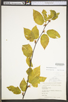 Betula alleghaniensis var. alleghaniensis