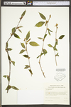 Betula alleghaniensis var. alleghaniensis